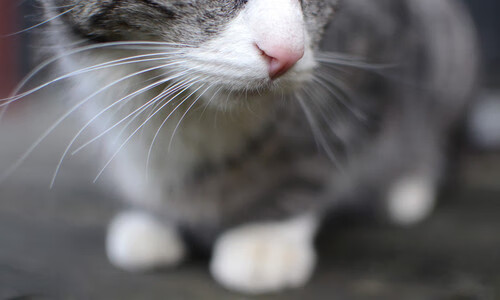 开云体育平台APP-若日尼奥爆发，里昂火力压制曼城，欧冠黑马的战术革命